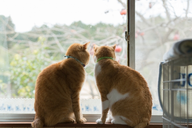猫が窓の外を眺める理由