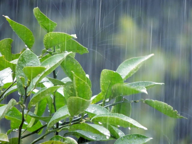 台風時に窓から雨漏り…原因と対策方法！